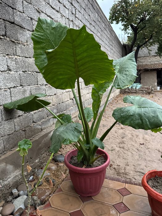 Manzarali ofisni fil quloq gul