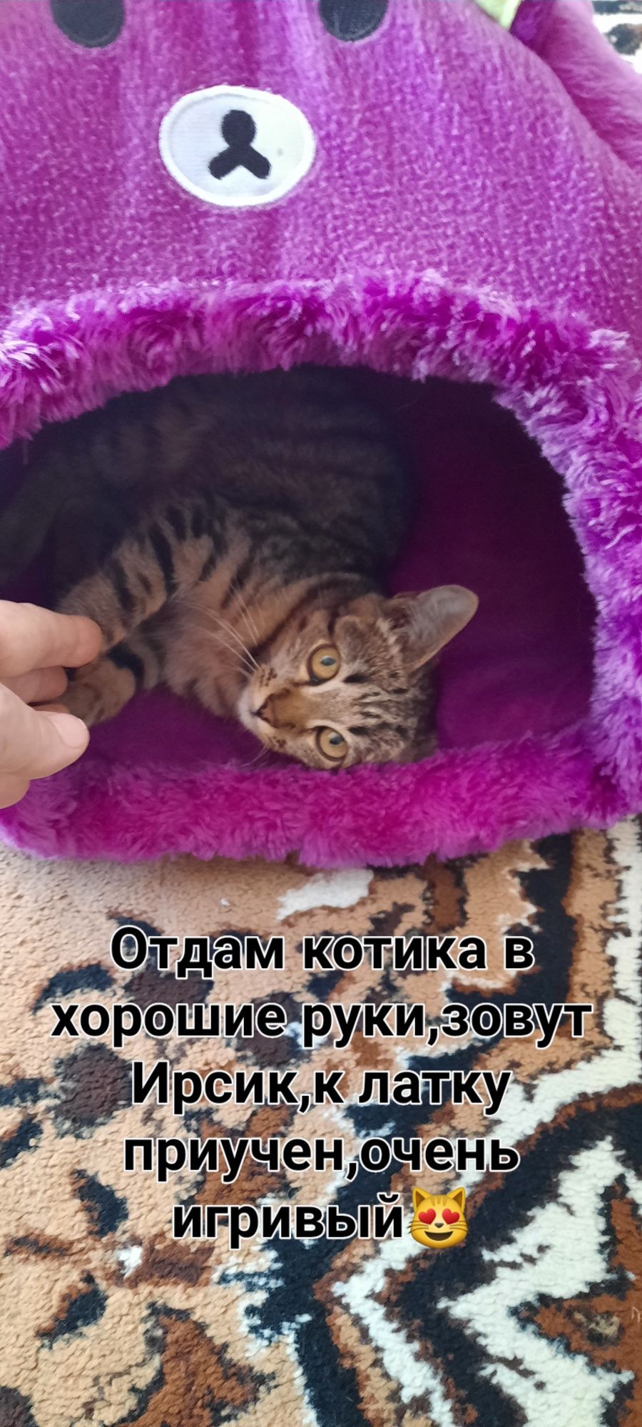 Отдам кота в хорошие руки,очень умный котик