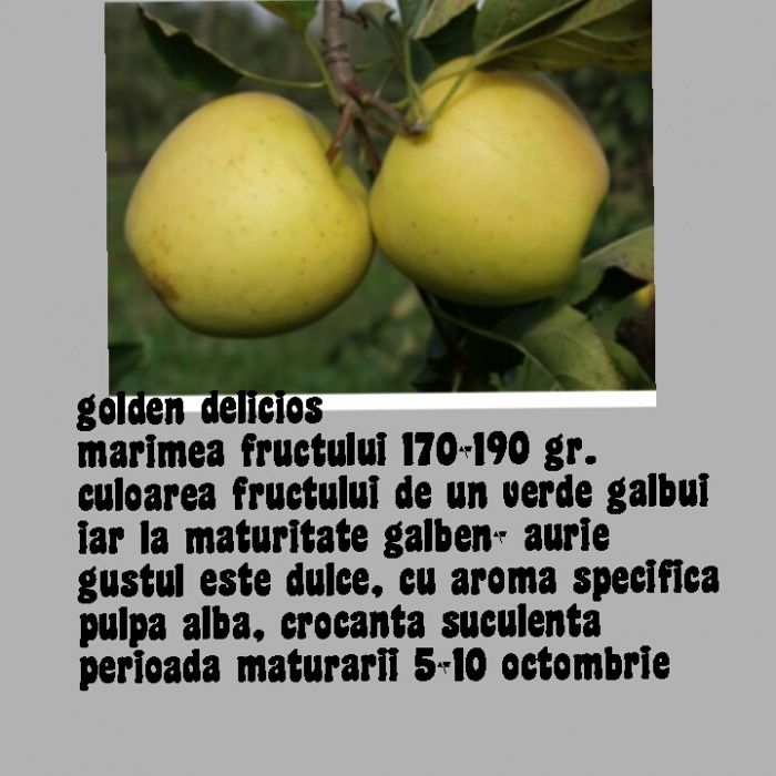 Oferta de toamna 2025  Pomi fructiferi de vanzare