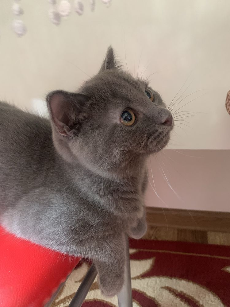 Продается кот scotish strayt
