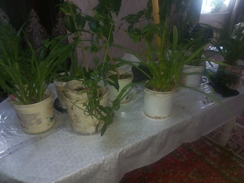 Гулдер сатам келисимди бага