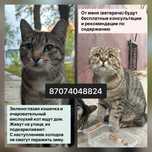 Котики в добрые руки