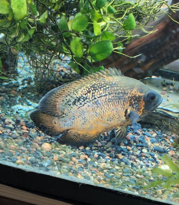 Продам астронотус цихлид