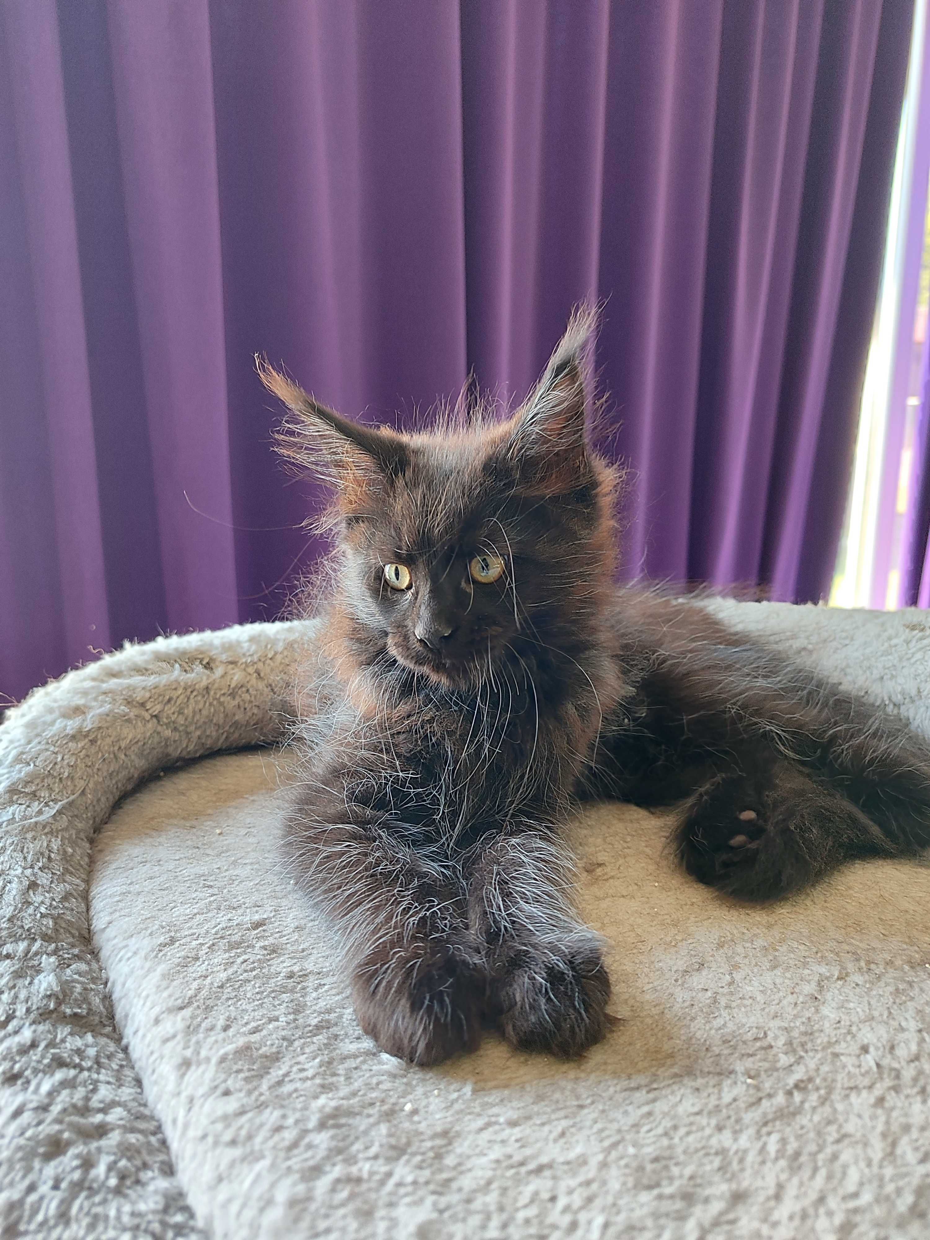 Котенца Мейн Кун