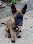 Donatie caine varsta 3 luni