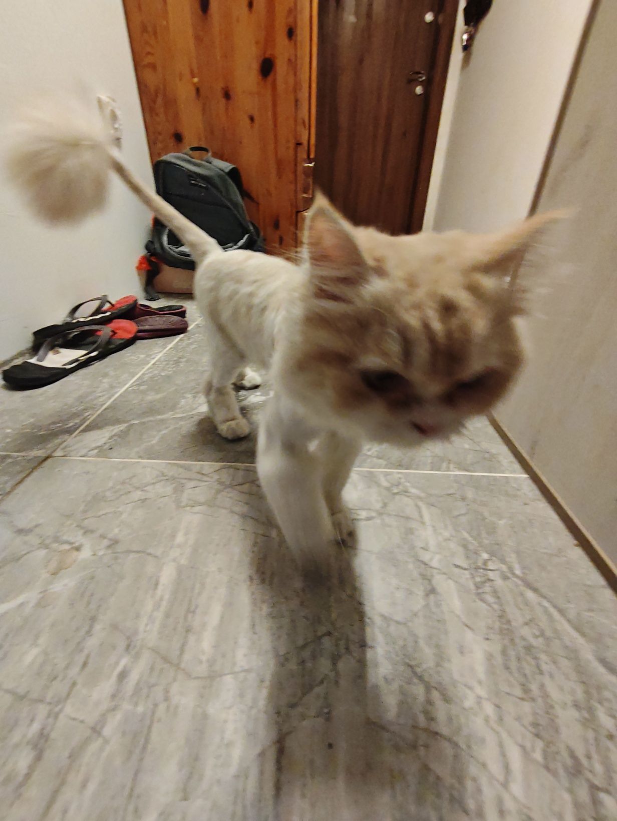 Персийска женска котка
