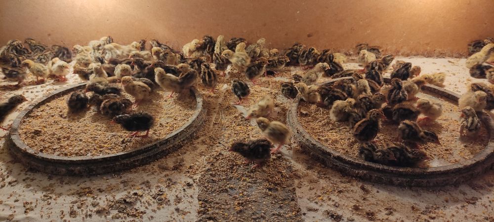 Bedana sotiladi yapon manjur