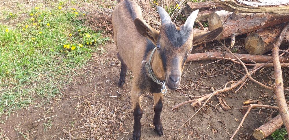 Vand țapisor alpin francez