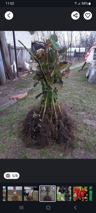 Butasi afin/zmeur/mur