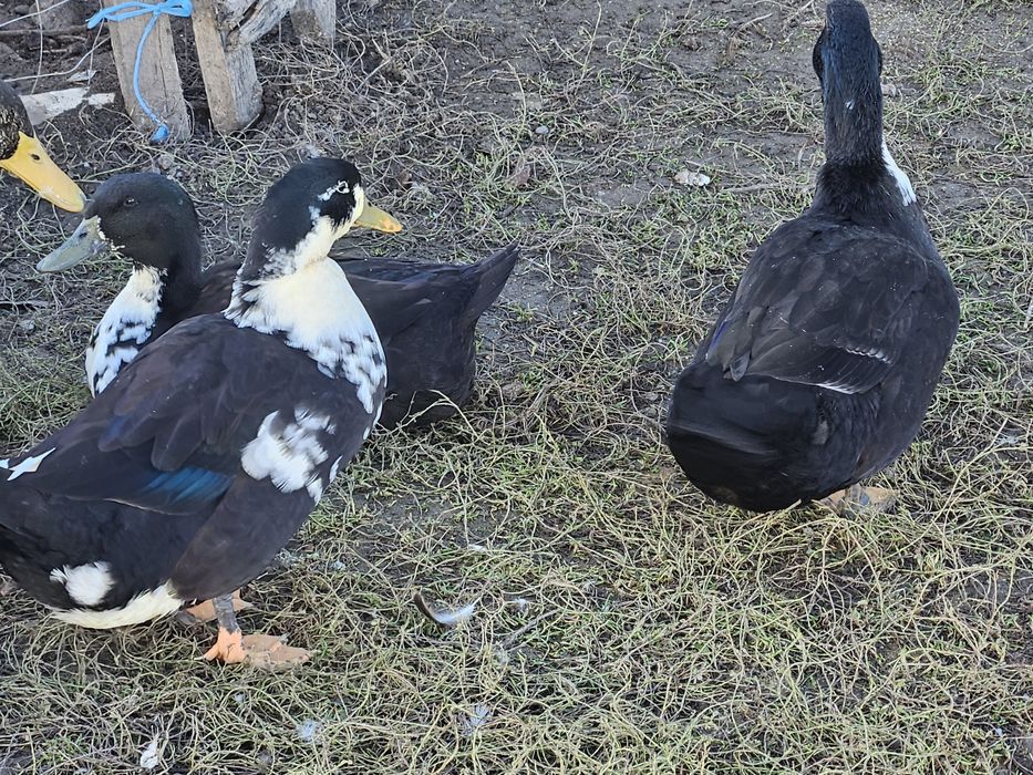 Rațe vorbărețe și ouătoare