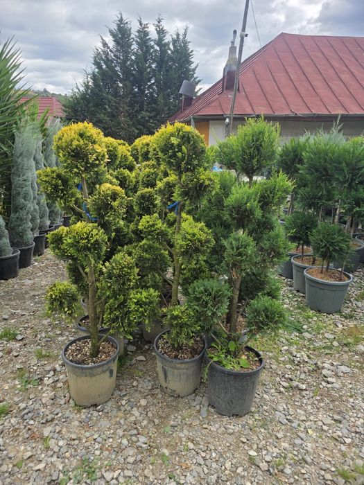 Tuia Globulari cu 3 sau mai multe bile