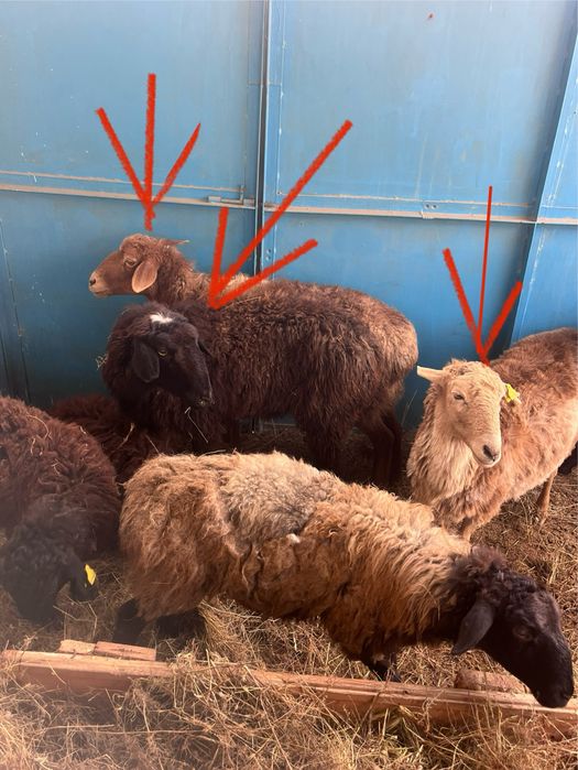 Қойлар сатылады / тез арада