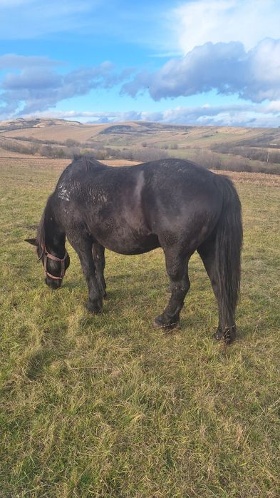 Vind sau schimb cal negru