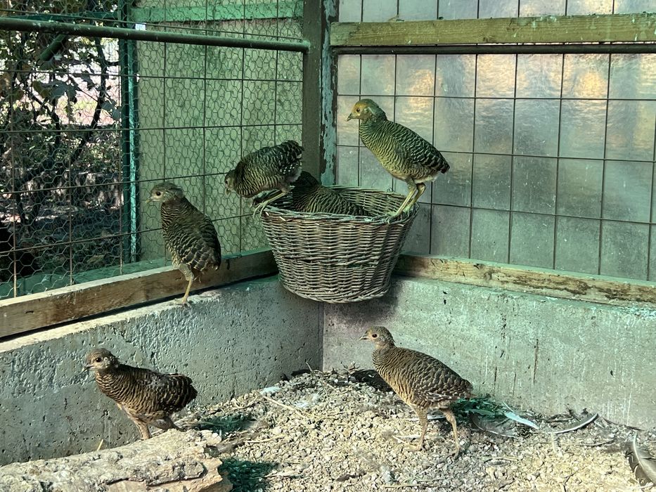 Vand fazani auriu pe rosu