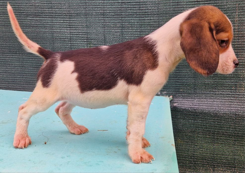 Beagle tricolor fetita
