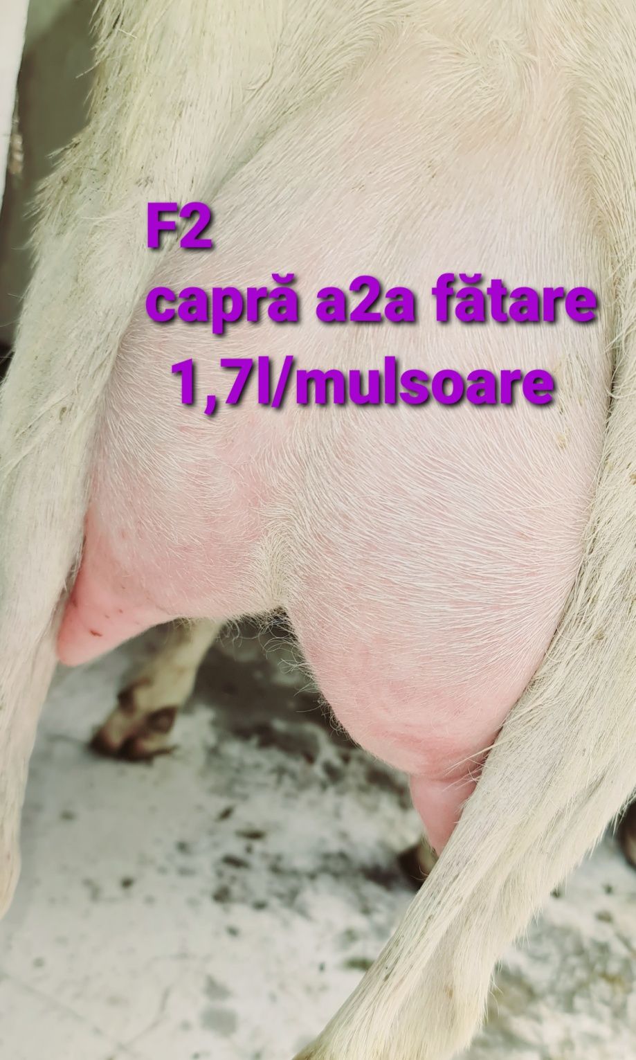 Disponibili iezi/iede/capre Saanen cu certificat de origine 2025