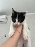 Отдам котенка в добрые руки