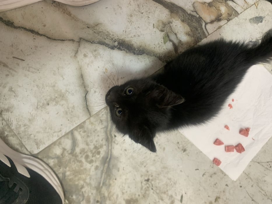 Котенок в добрые руки подкидыш добрые люди отзовитесь