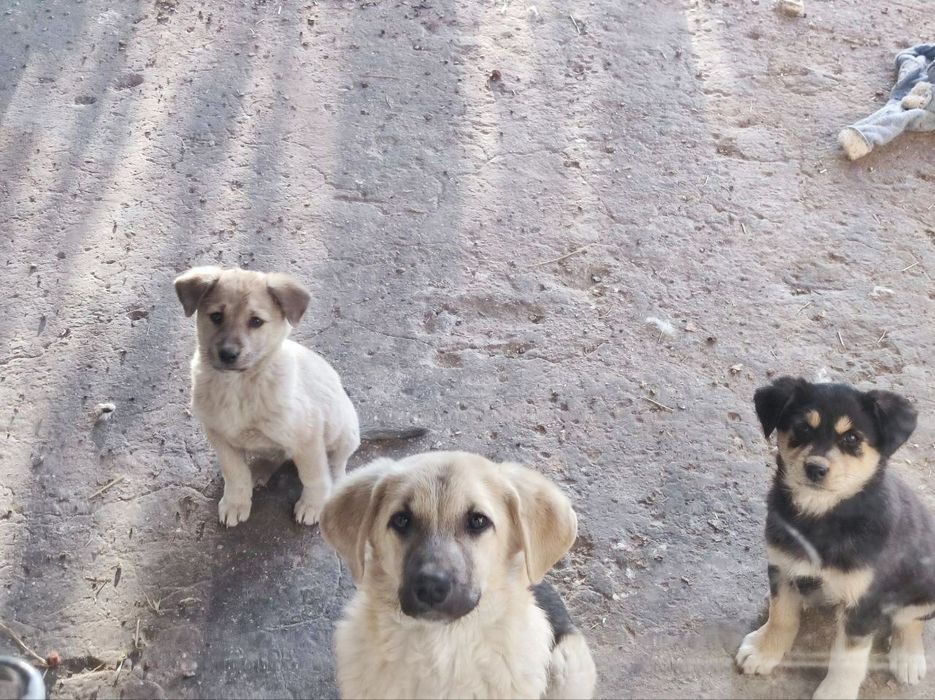 Щенята в добрые руки