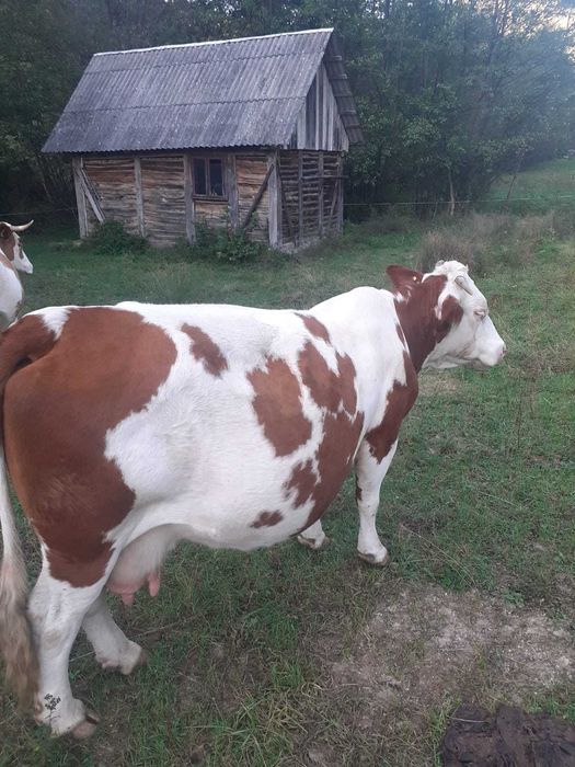 Vand vaca gestantă