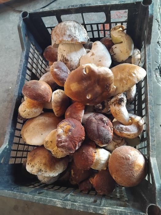 Hribi proaspeti cal 1 si 2