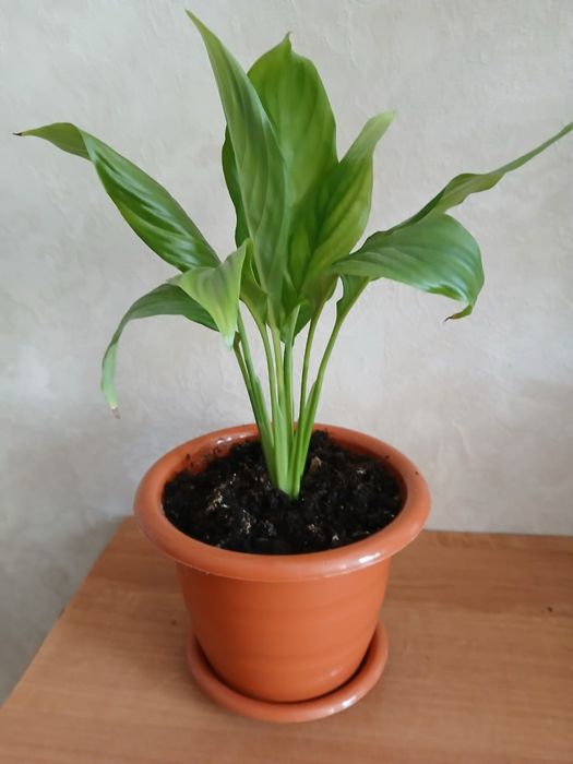 Комнатные растения Женское счастье