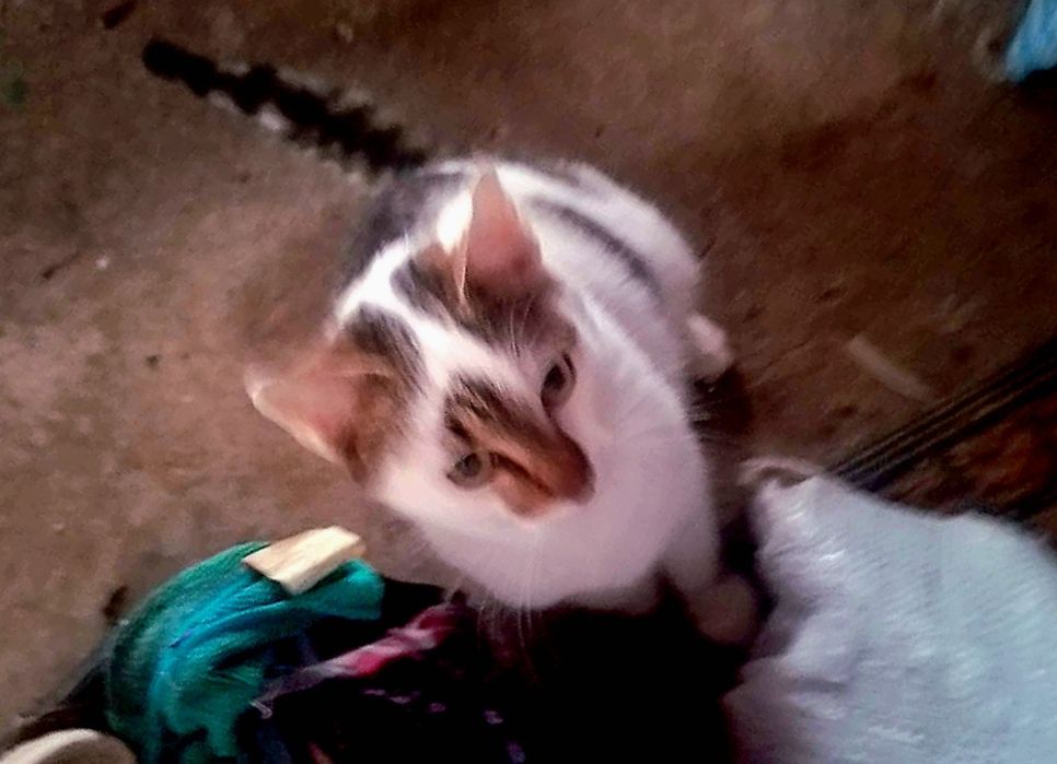 Motanel spre adoptie