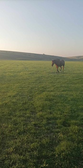 Buna ziua cal de vânzare