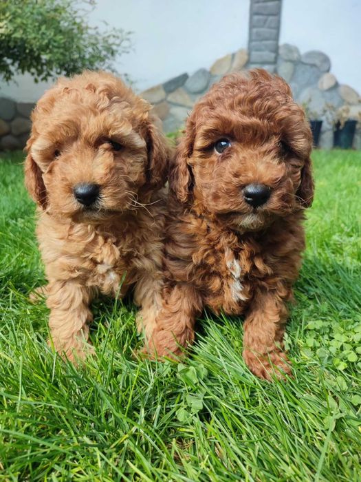 Мини Пудел/Mini Poodle