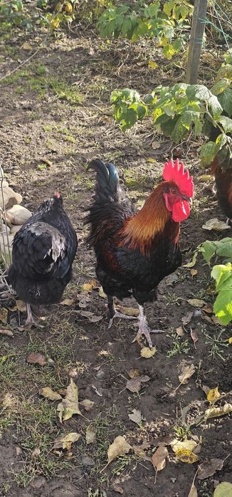 Cocoș Marans negru arămiu