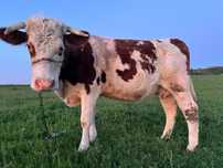 Vaca de vanzare !