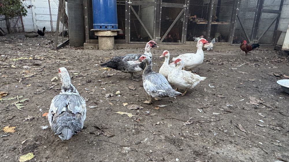 Rățoi si rațe leșești mute albe si albastre