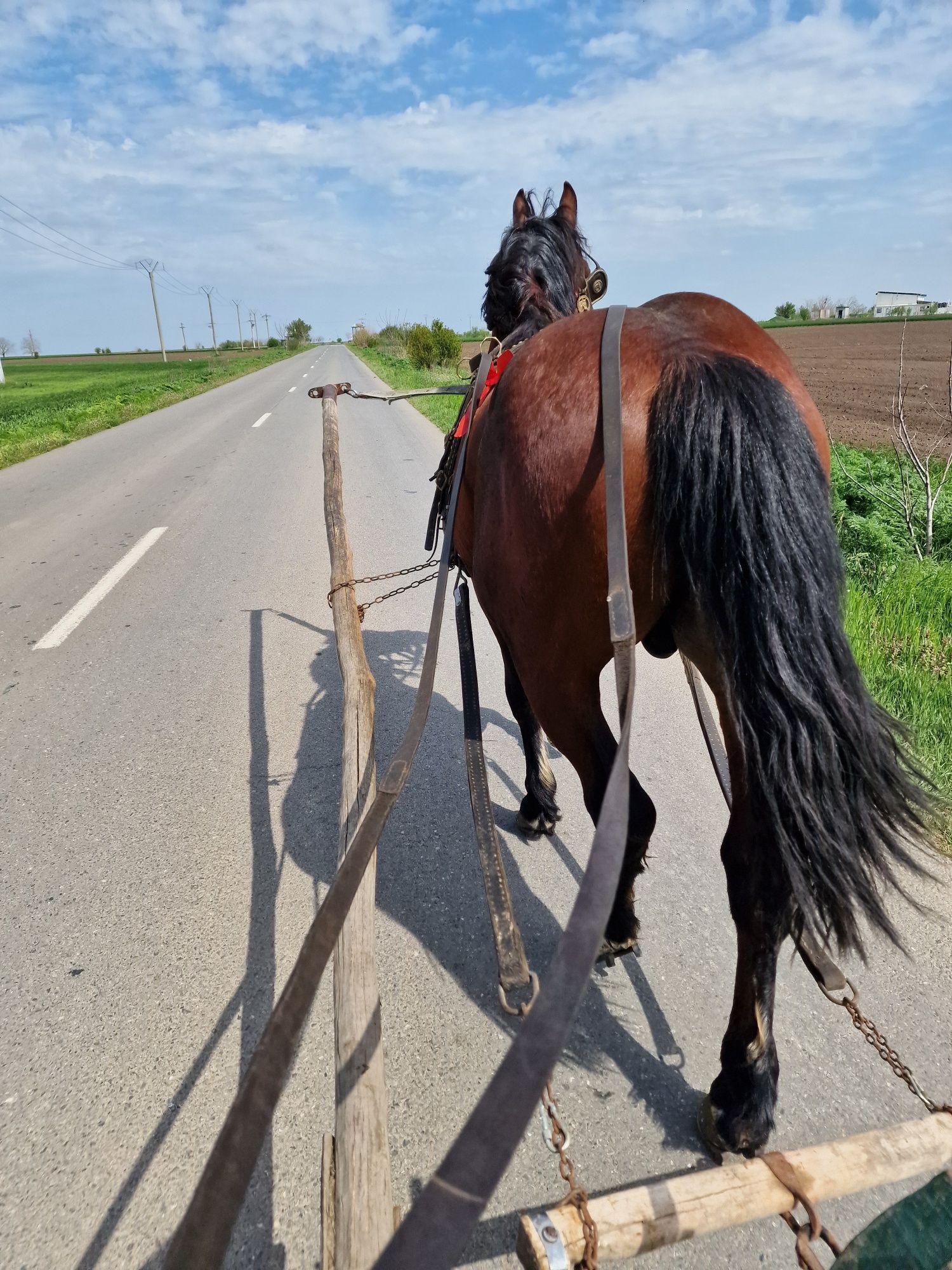 Mânz semigreu de vânzare