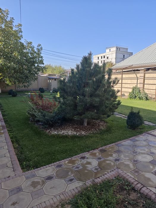 Продам хвойное дерево