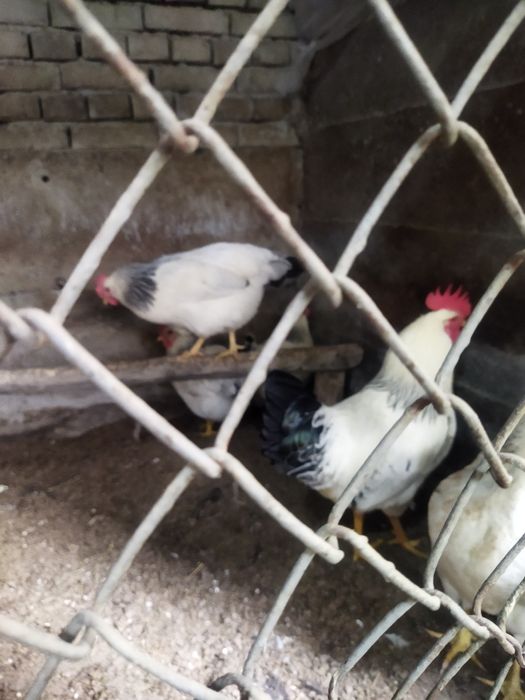 Адлер серебристый тухумлари