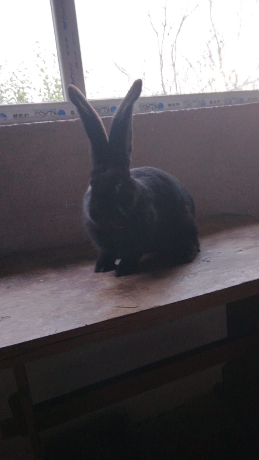 Mascul UG negru de vanzare