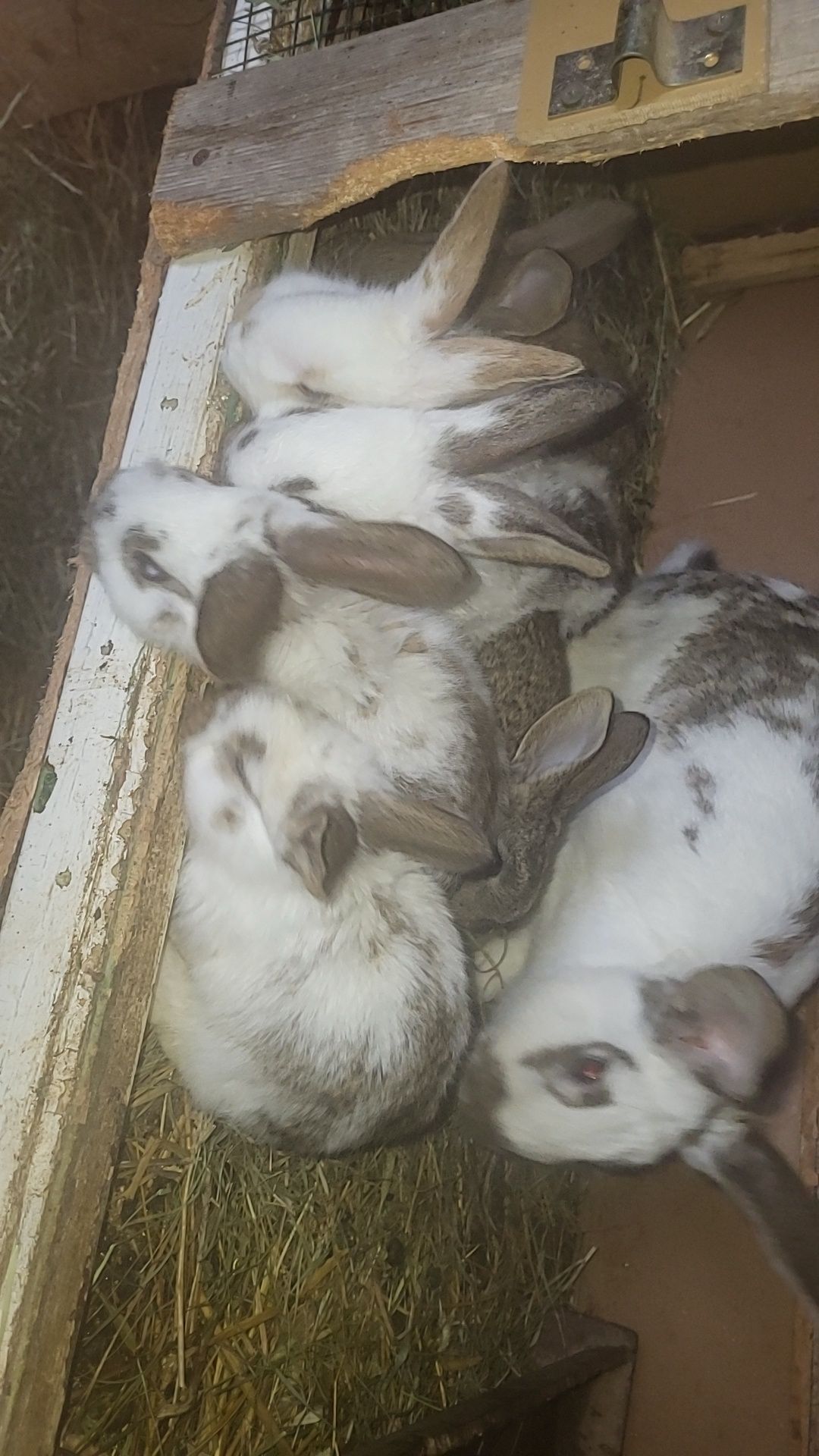 Vând iepuri pui mici au 2 luni