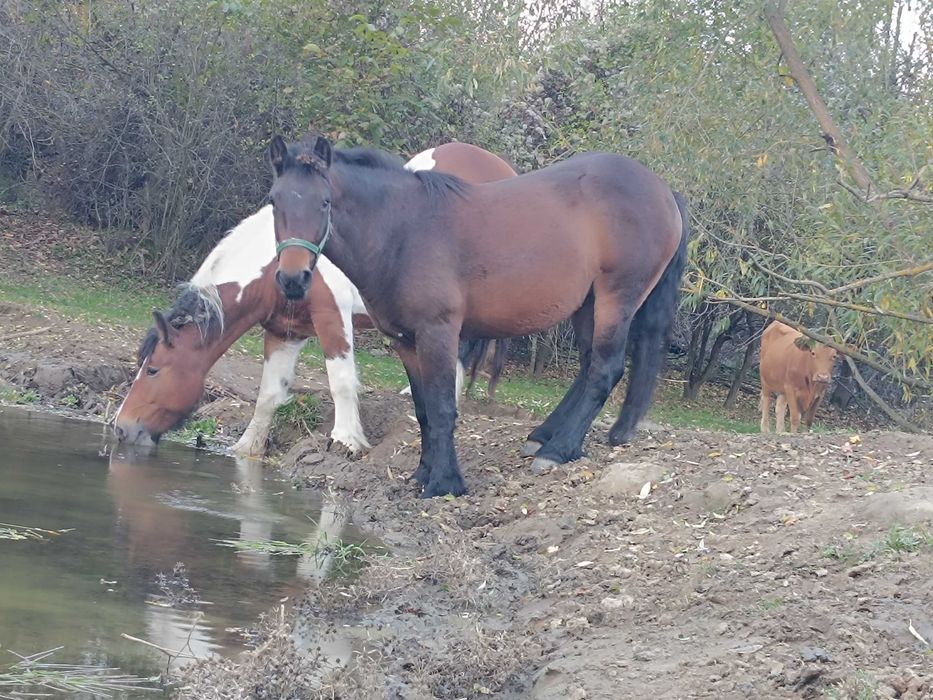 Продавам коне от породите Тинкер и Белгийски тежковоз