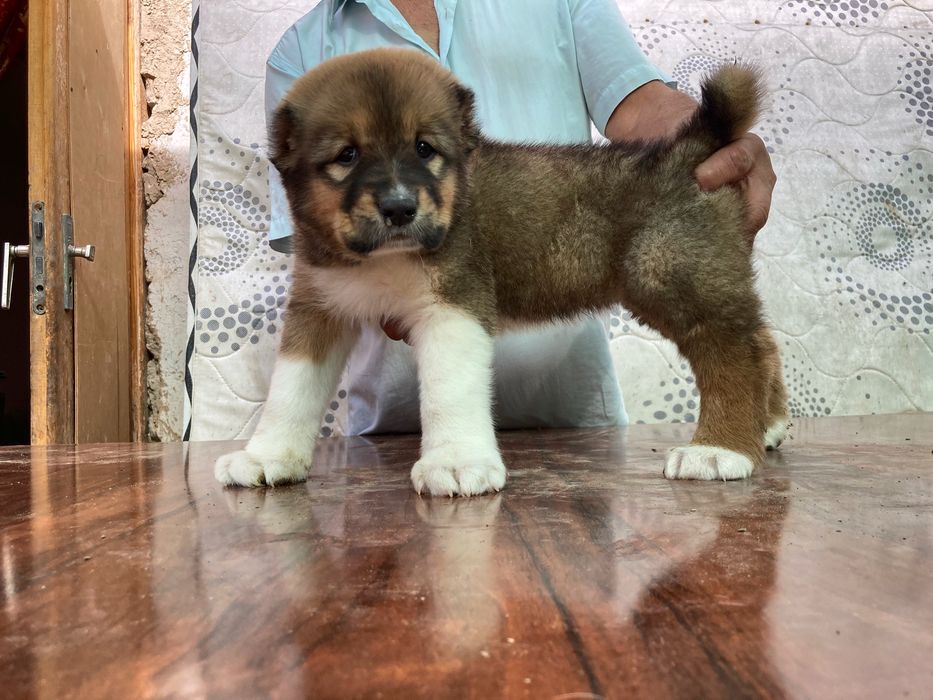 Щенок Кафказского Алабая ( супеп Гигант )