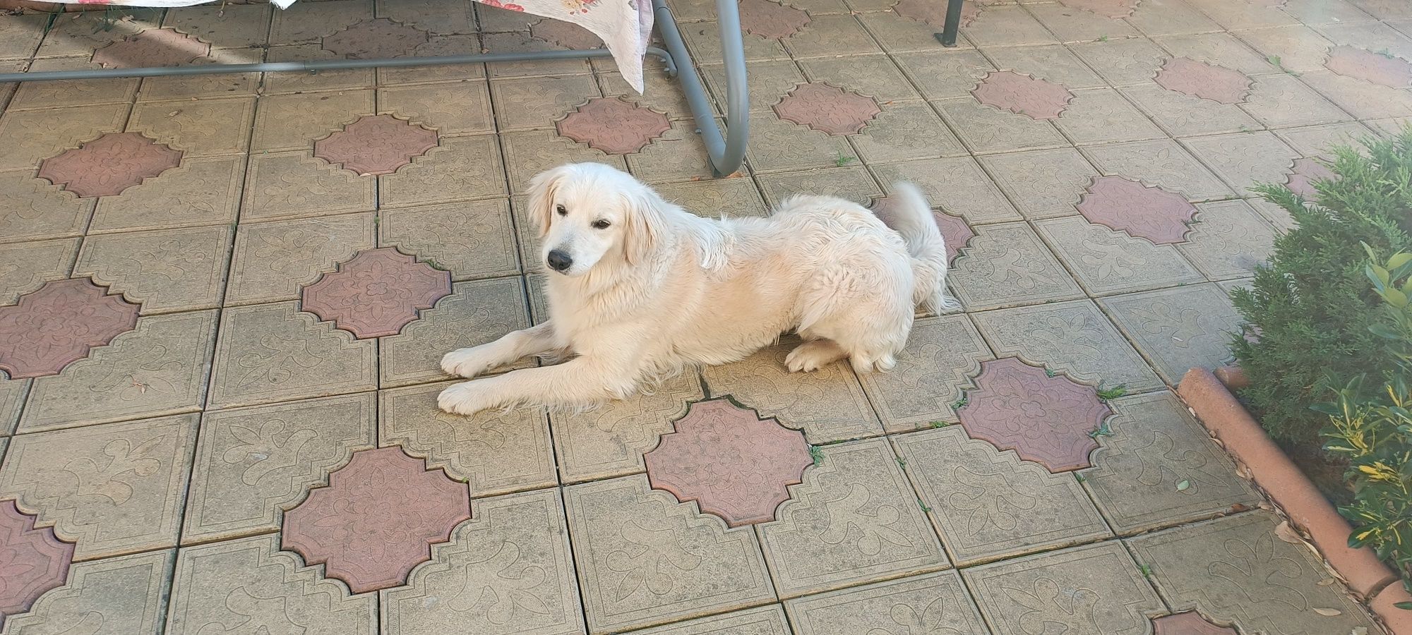 Golden Retriever