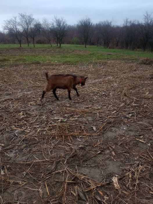 Vând 2 țapi unu alpin și unu sanan