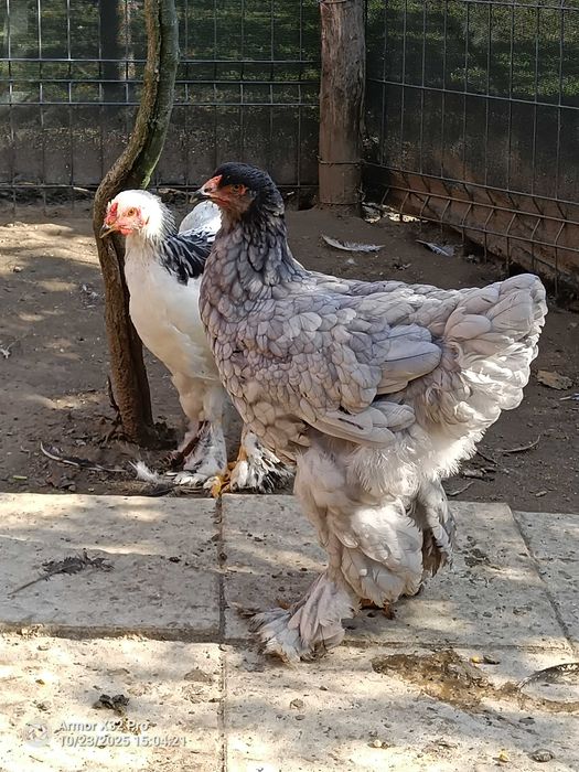 Vând găini brahma albastru din 2025 și cocosi diferite culori