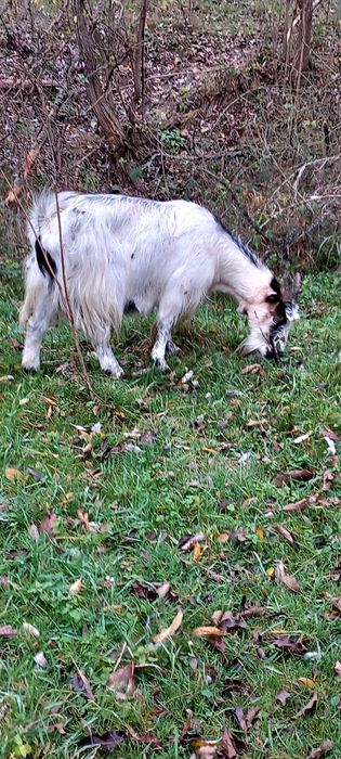 Vand 2 capre si o iada