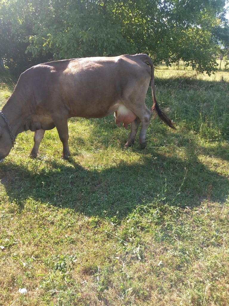 Vând vacă bună de lapte