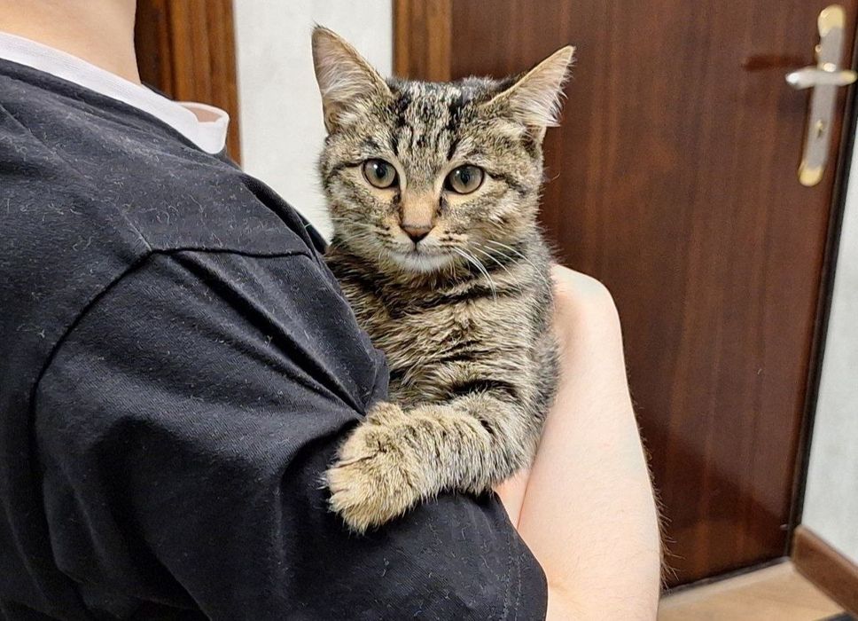 Ищем хозяина для прекрасной девочки