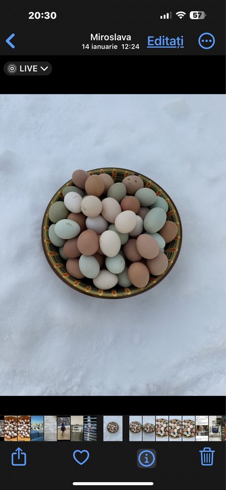 Oua verzi,albastre de la gaini Araucana numai pt CONSUM.NU pt INCUBAT