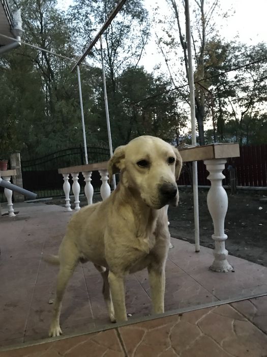 Se doneaza labrador