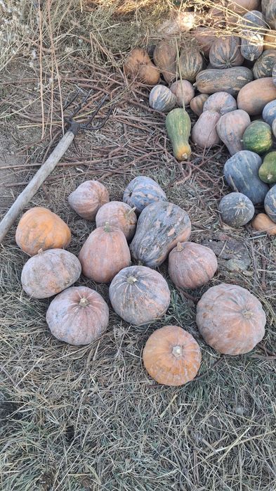 Qovoq osh qovoq yapon qovoq