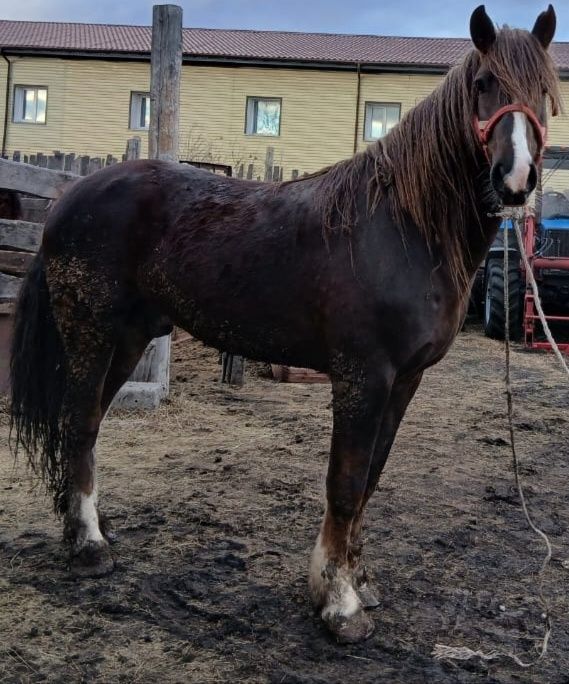 Отличный жеребец