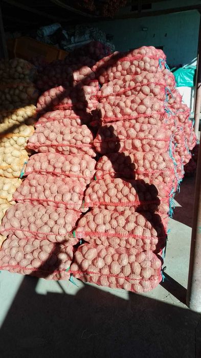 Cartofi consum Carrera Bellarosa Red Fantasy Ultra, Samanta import